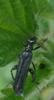 Oedemera tristis